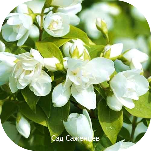 Жасмин (чубушник) Вирджинал