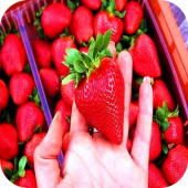 Клубника "Флёр" Клубника "Флёр"