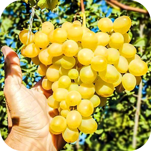 Виноград "Амурский белый" Виноград "Амурский белый"